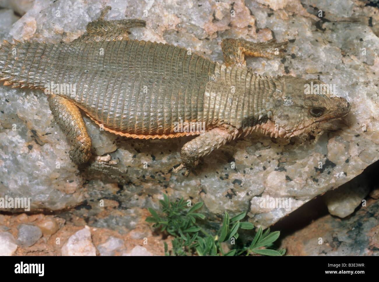 Plated or African spiny-tailed lizard Cordylus polyzonus Cordylidae in desert South Africa Listed on Appendix II of CITES 2008 Stock Photo