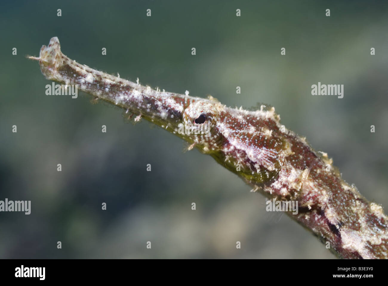 Pipefish face under water Stock Photo