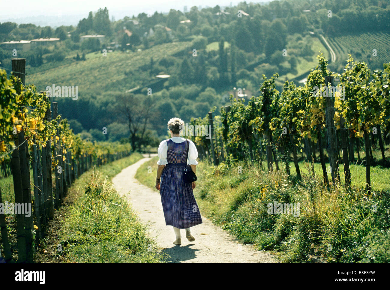 VIENNA 1995 VINEYARD ON THE OUTSKIRTS OF THE CITY GROWS GRAPES FOR WINE MAKING Stock Photo