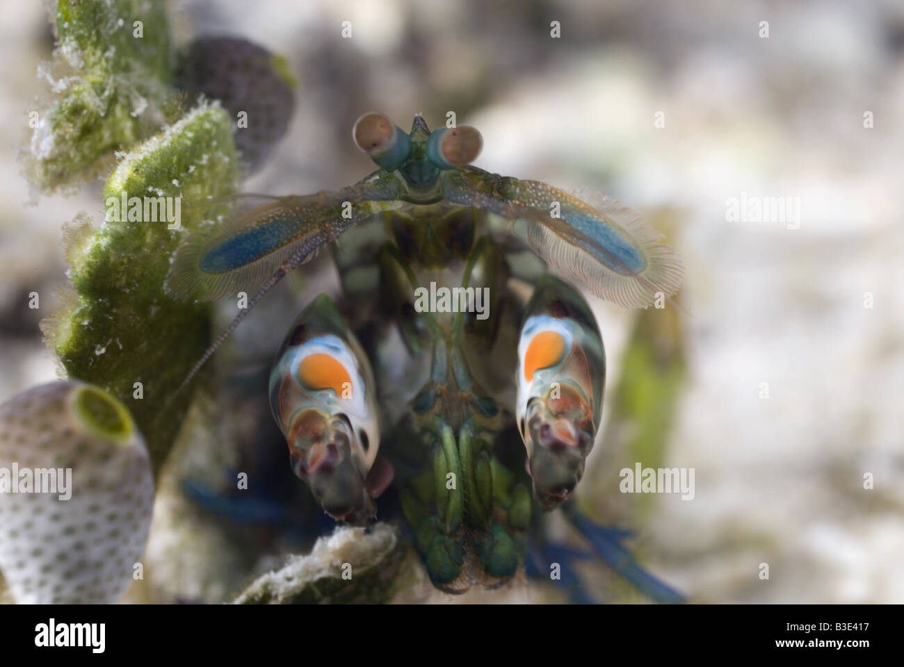 Mantis Shrimp hiding among the seagrass under water Stock Photo
