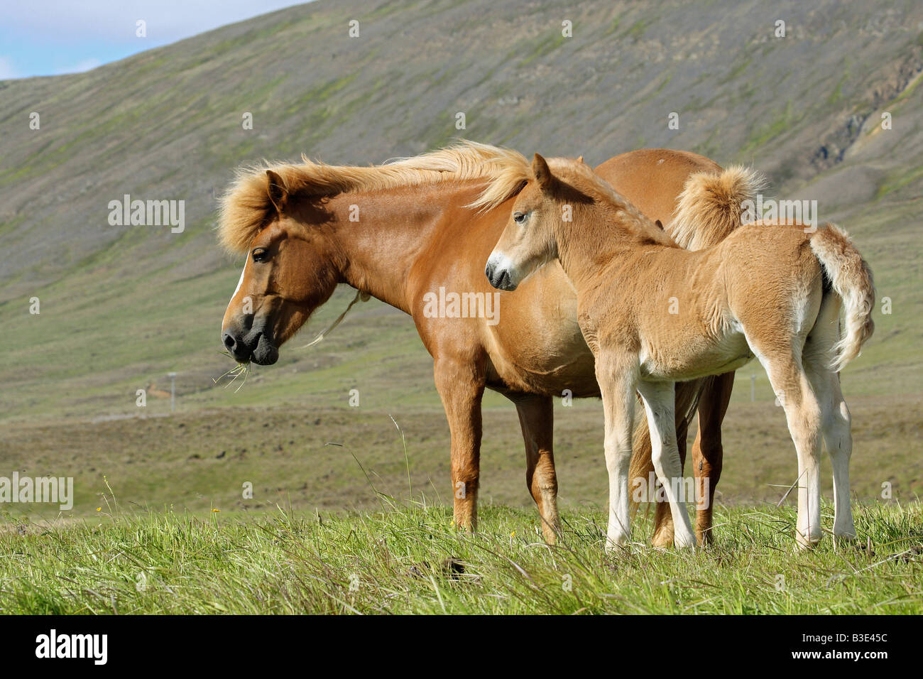 Icelandic horse and foal on meadow Stock Photo Alamy