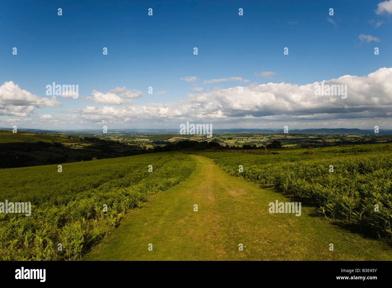 A fine summer day on the Offa's Dyke long distance footpath along Hergest Ridge, above Kington, Herefordshire, UK. Stock Photo