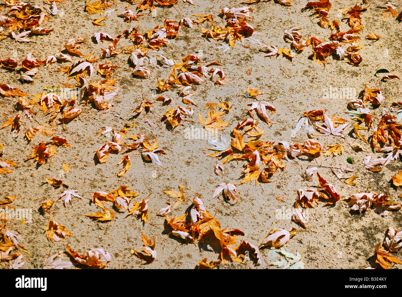 dry autumn leaves close up as a background Stock Photo - Alamy