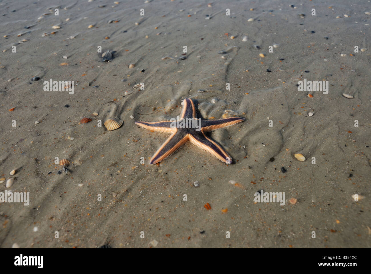 One of about 1 800 known living species of starfish this one washed up