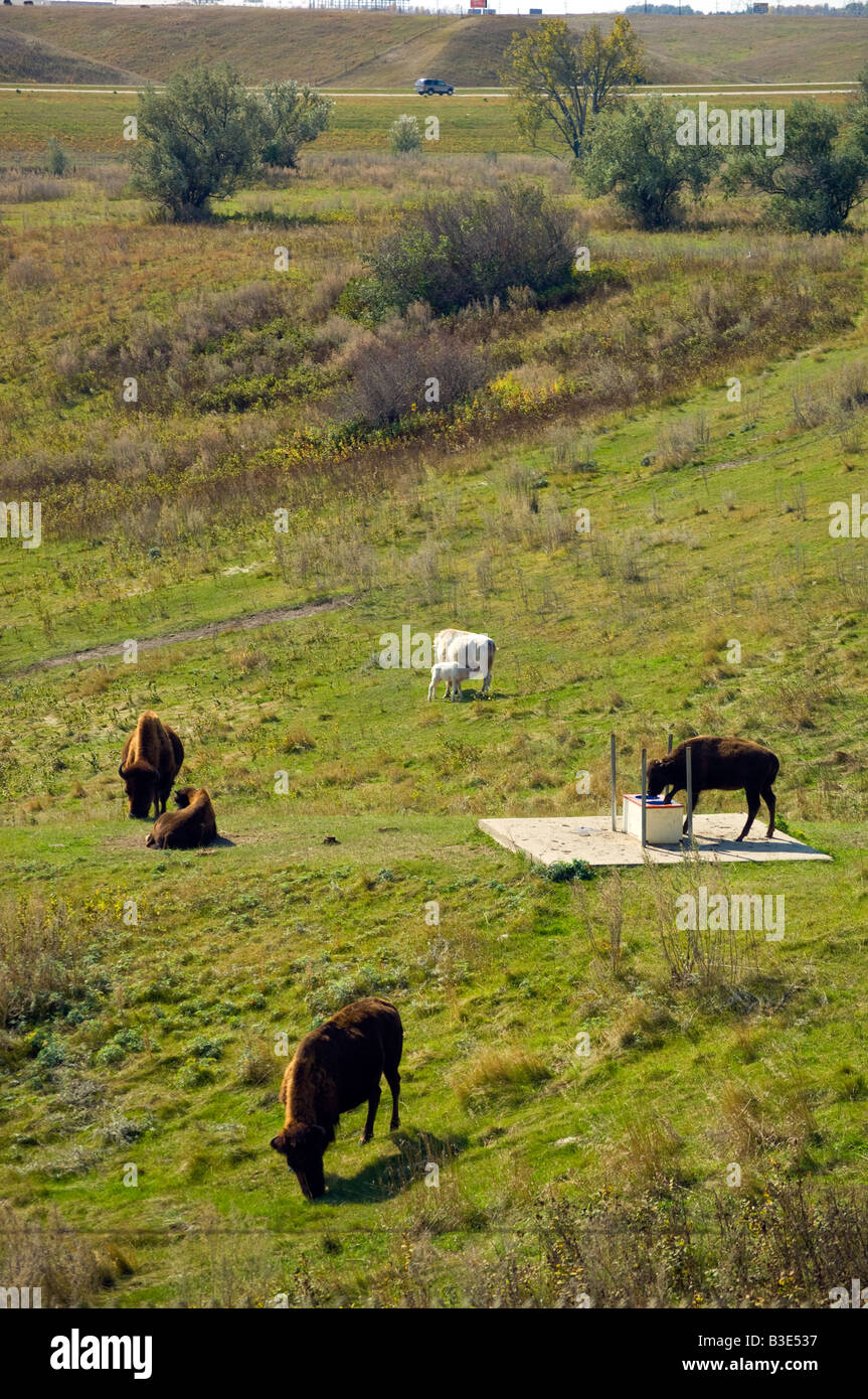 White Cloud the famous albino buffalo and her child Dakota Miracle at the National Buffalo