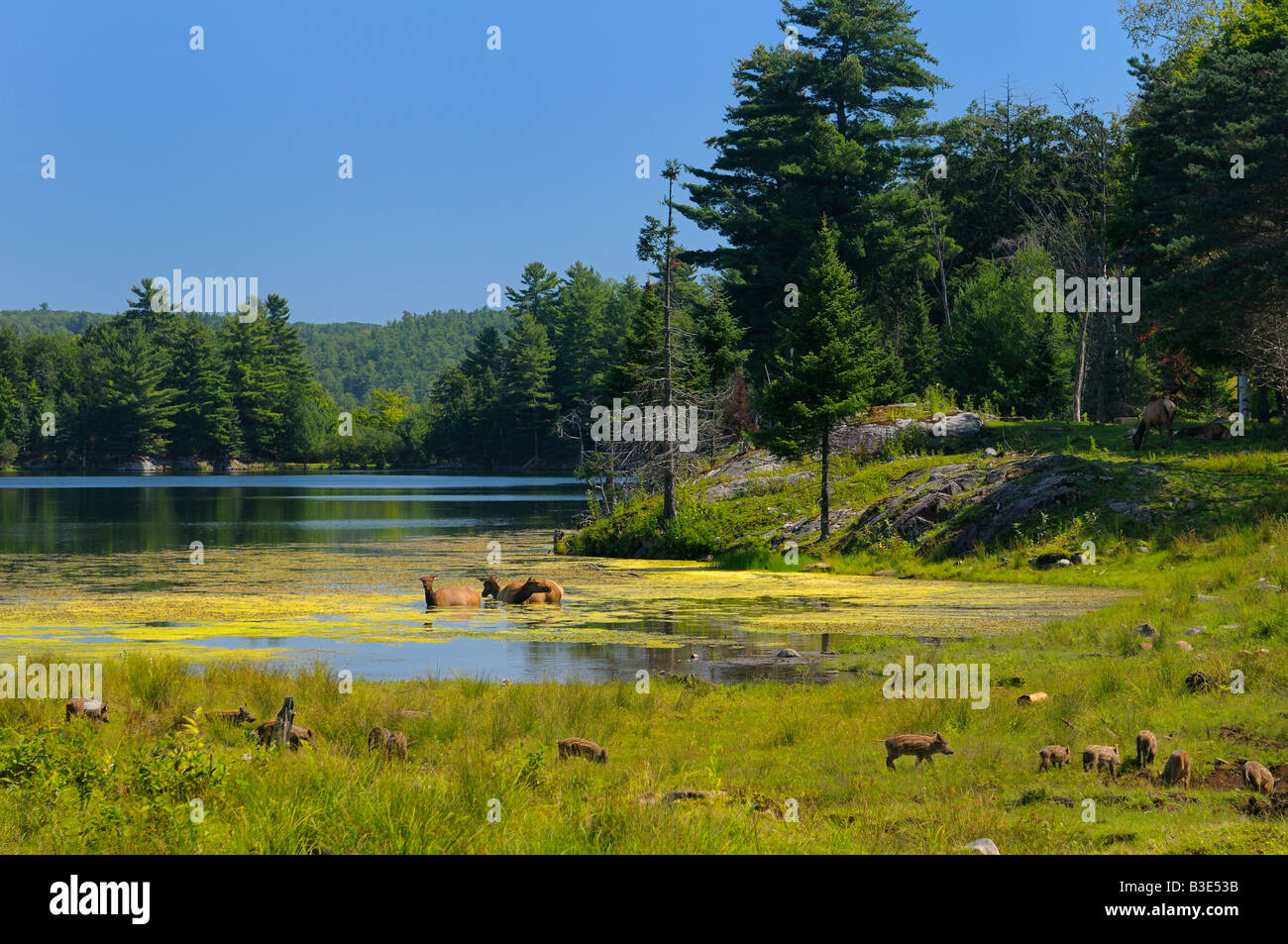 Wapiti Elk grazing and wading in a Lake with group of wild boar piglets in foreground at Park Omega nature preserve Quebec Stock Photo