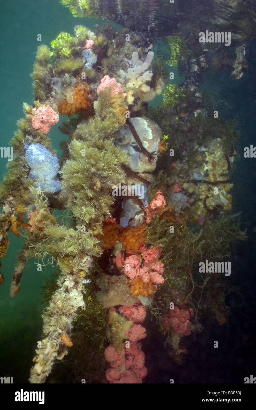 Mangrove roots covered in colourful sponges under water Stock Photo Alamy