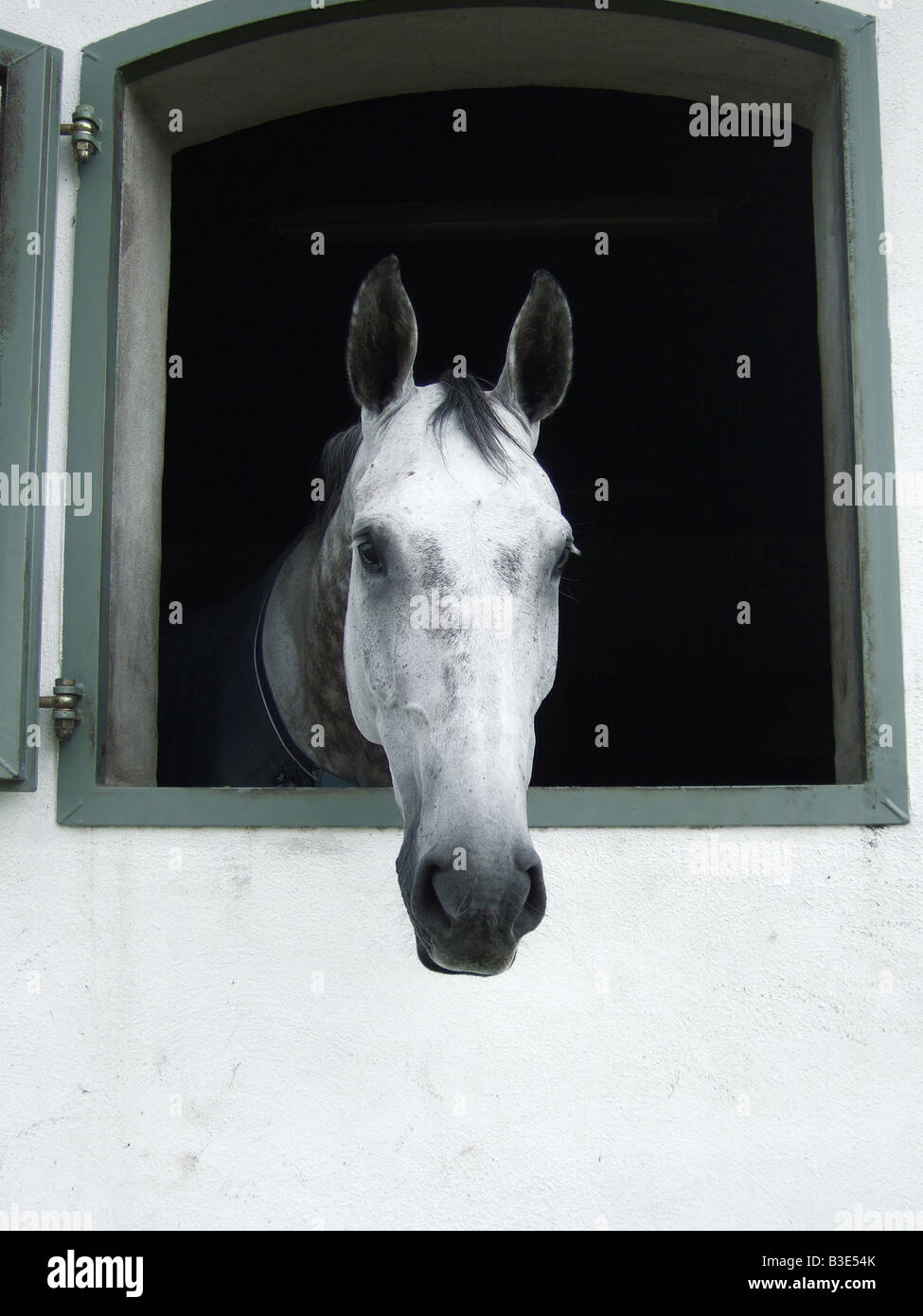 A horse looking out of the stable barn window Stock Photo