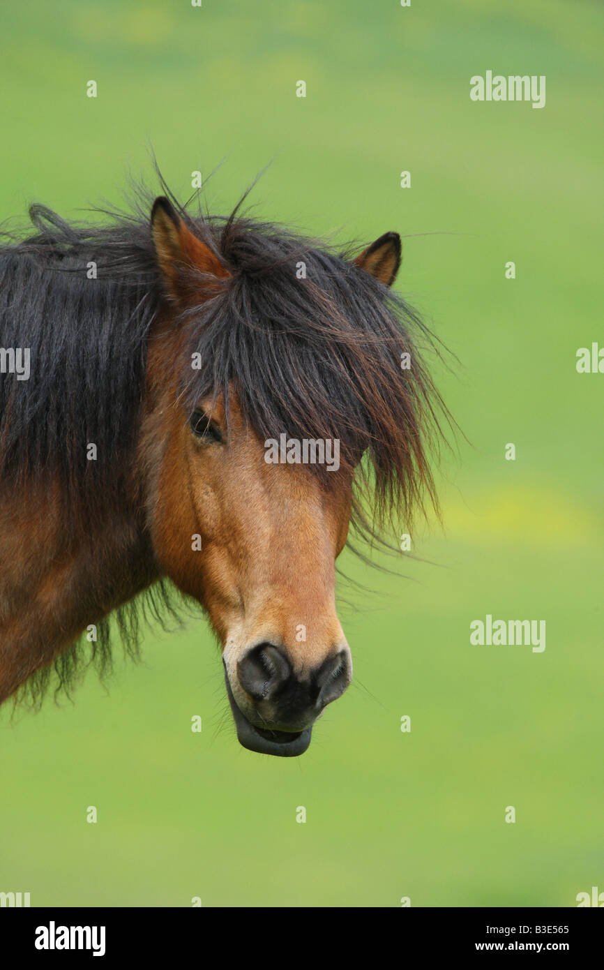 Icelandic horse - portrait Stock Photo