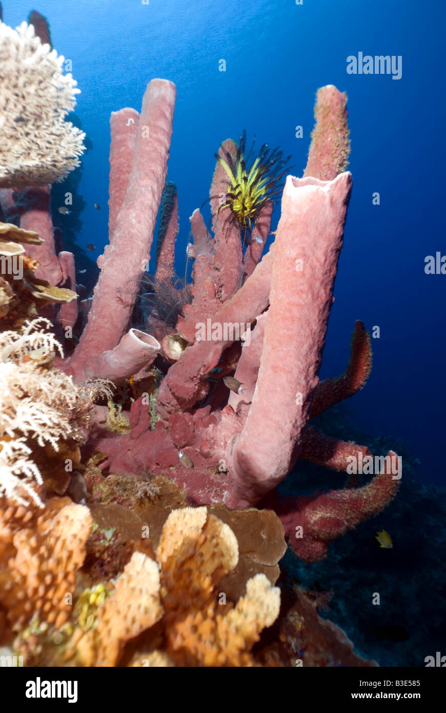 Tube Sponges High Resolution Stock Photography and Images - Alamy