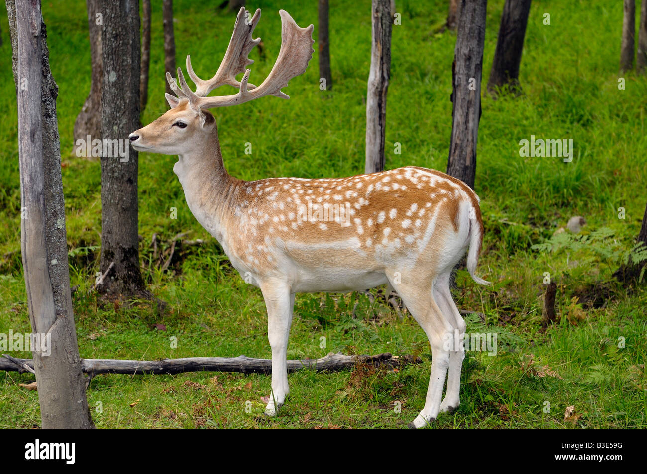 Profile of Spotted Fallow deer buck with fuzzy antlers and Adams Apple in forest at Park Omega nature preserve Quebec Stock Photo