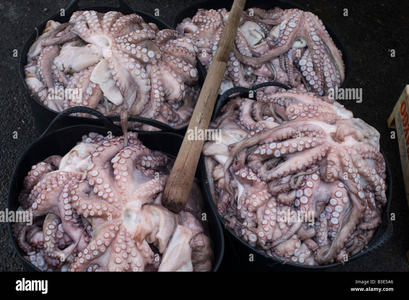Octopus in Gontan WAY OF SAINT JAMES or CAMINO DE SANTIAGO Northern or Coastal Route GALICIA region SPAIN Stock Photo
