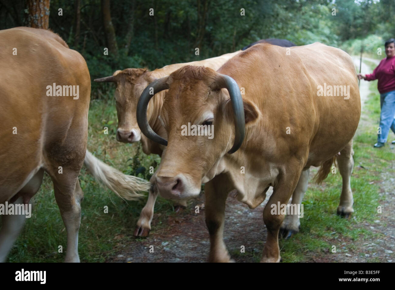 Cow WAY OF SAINT JAMES or CAMINO DE SANTIAGO Northern or Coastal Route GALICIA region SPAIN Stock Photo