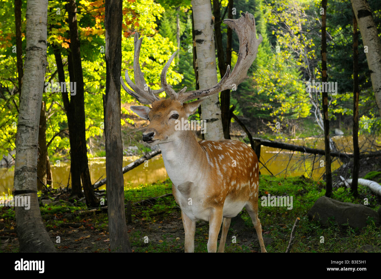 Spotted Fallow Deer buck with growing antlers in a forest by a river in a Quebec nature preserve Park Omega Stock Photo