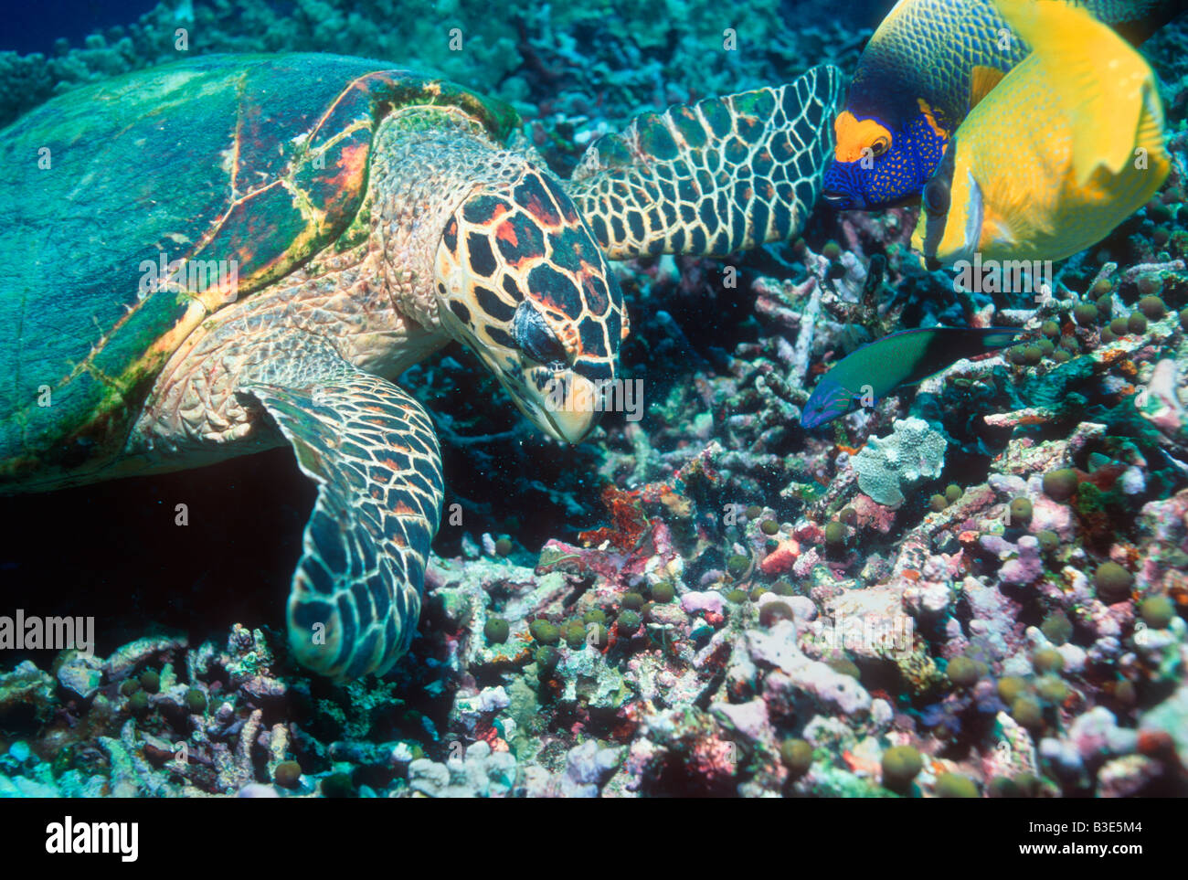 Fresh Hawksbill Feeding India Angle Depending Four preview