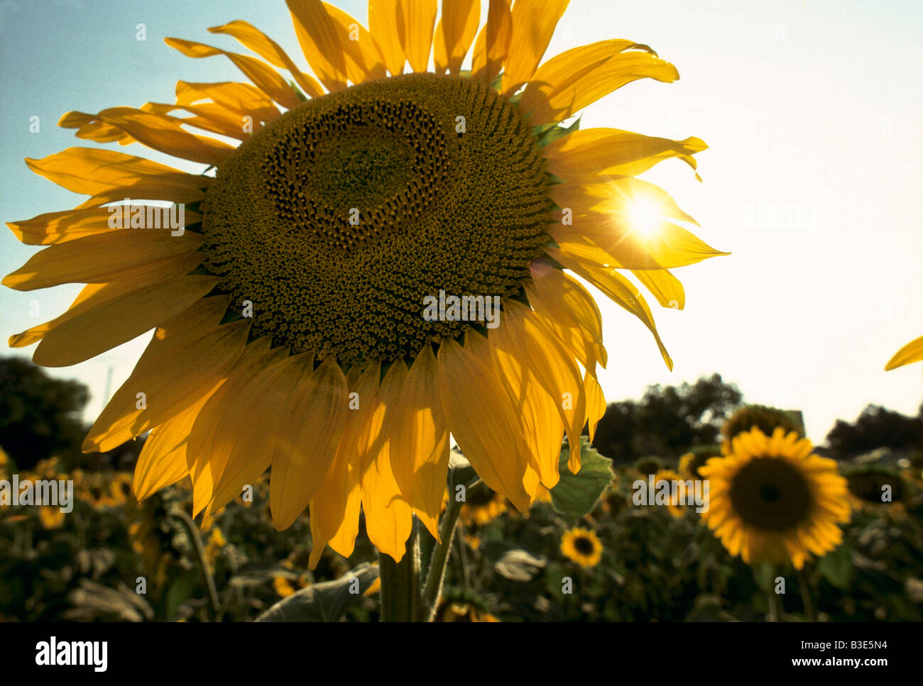 VAN GOGH FIELD OF SUNFLOWERS NEAR ARLES 1989 Stock Photo