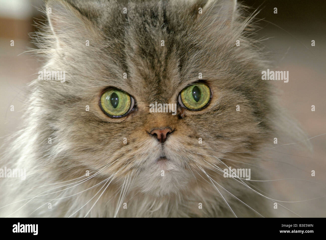 Persian cat - portrait Stock Photo - Alamy