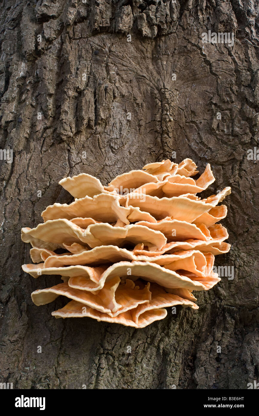 Tree Fungus (Meripilus Giganteus) Growing on a Beech Tree in August