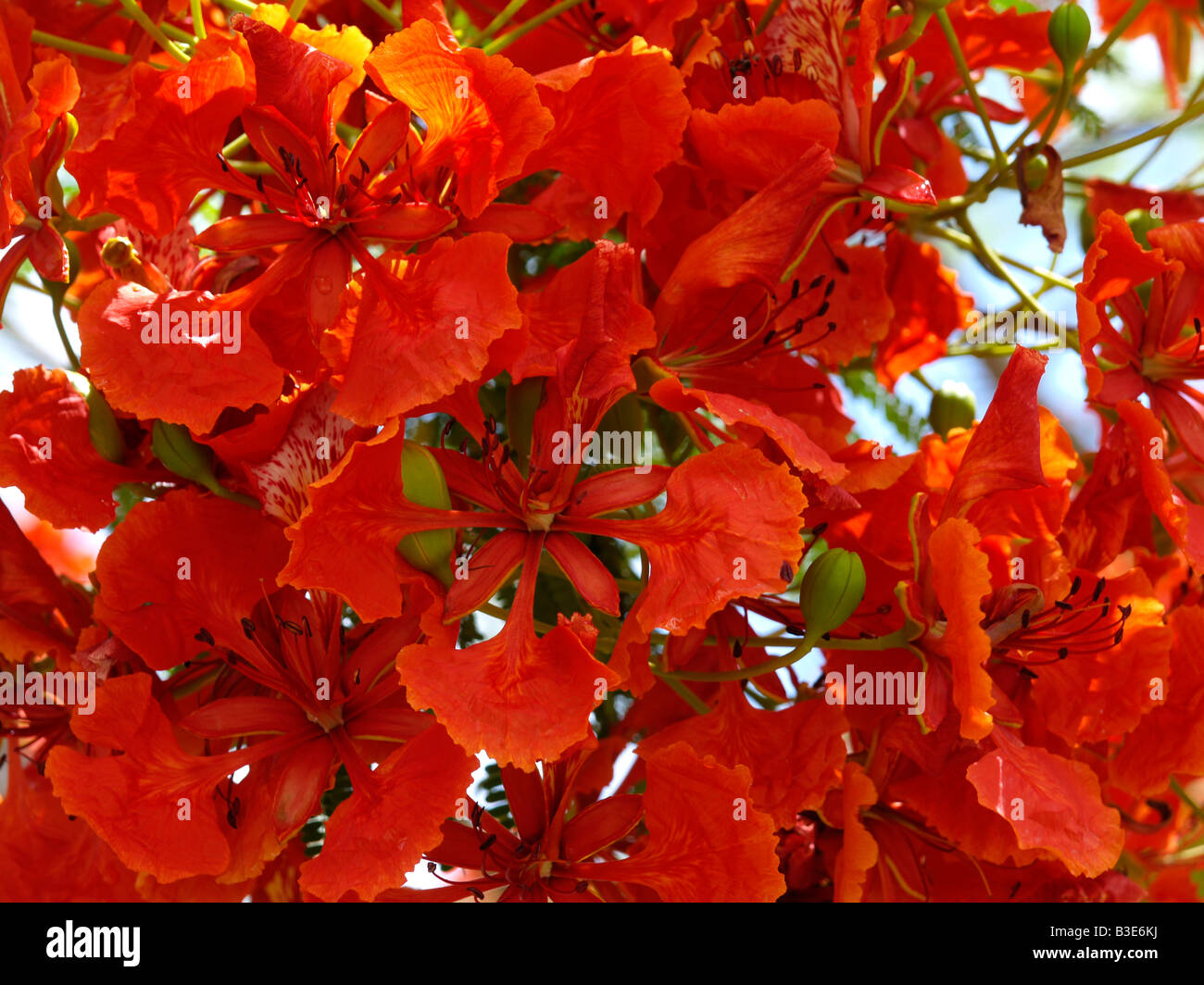 Thailand bluehender Flammenbrotbaum, Blooming The Flame of Forest Tree Stock Photo