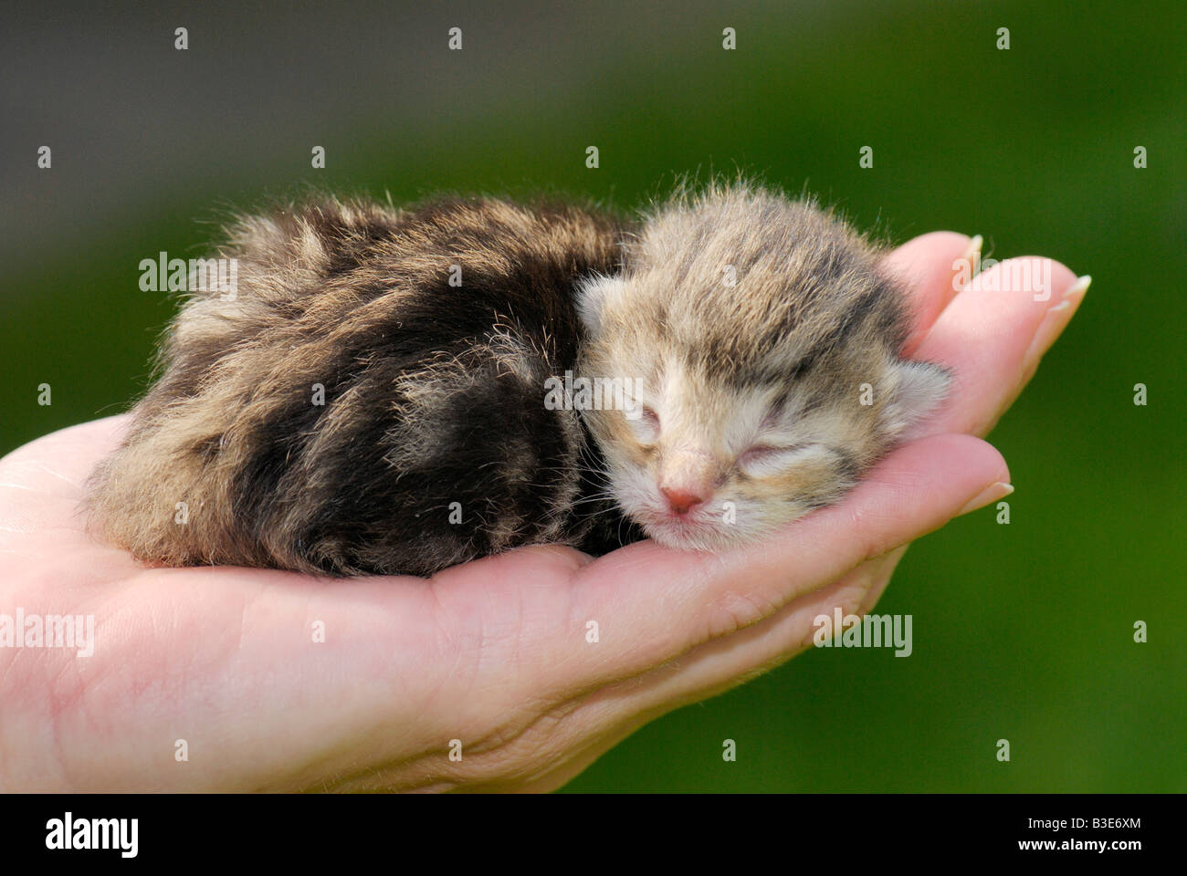 one day old kitten on a hand, Germany Stock Photo - Alamy