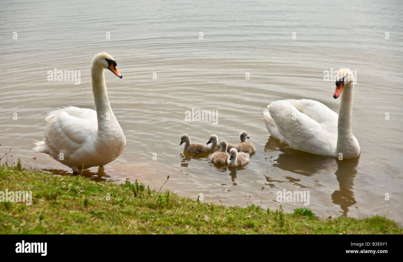 A family of swans with cygnets Stock Photo