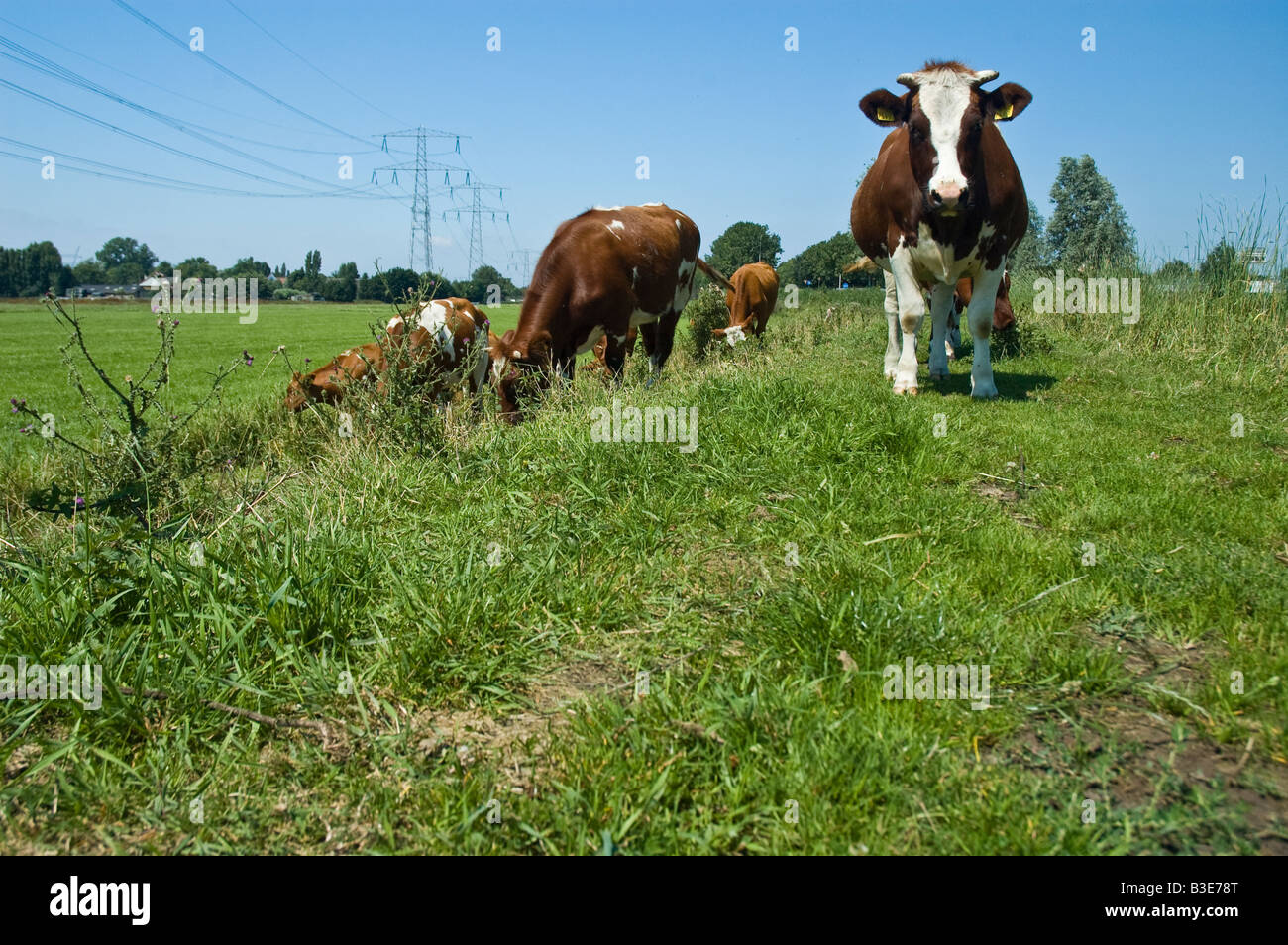 cattle a brown white dairy cow grazing on a dike Stock Photo - Alamy
