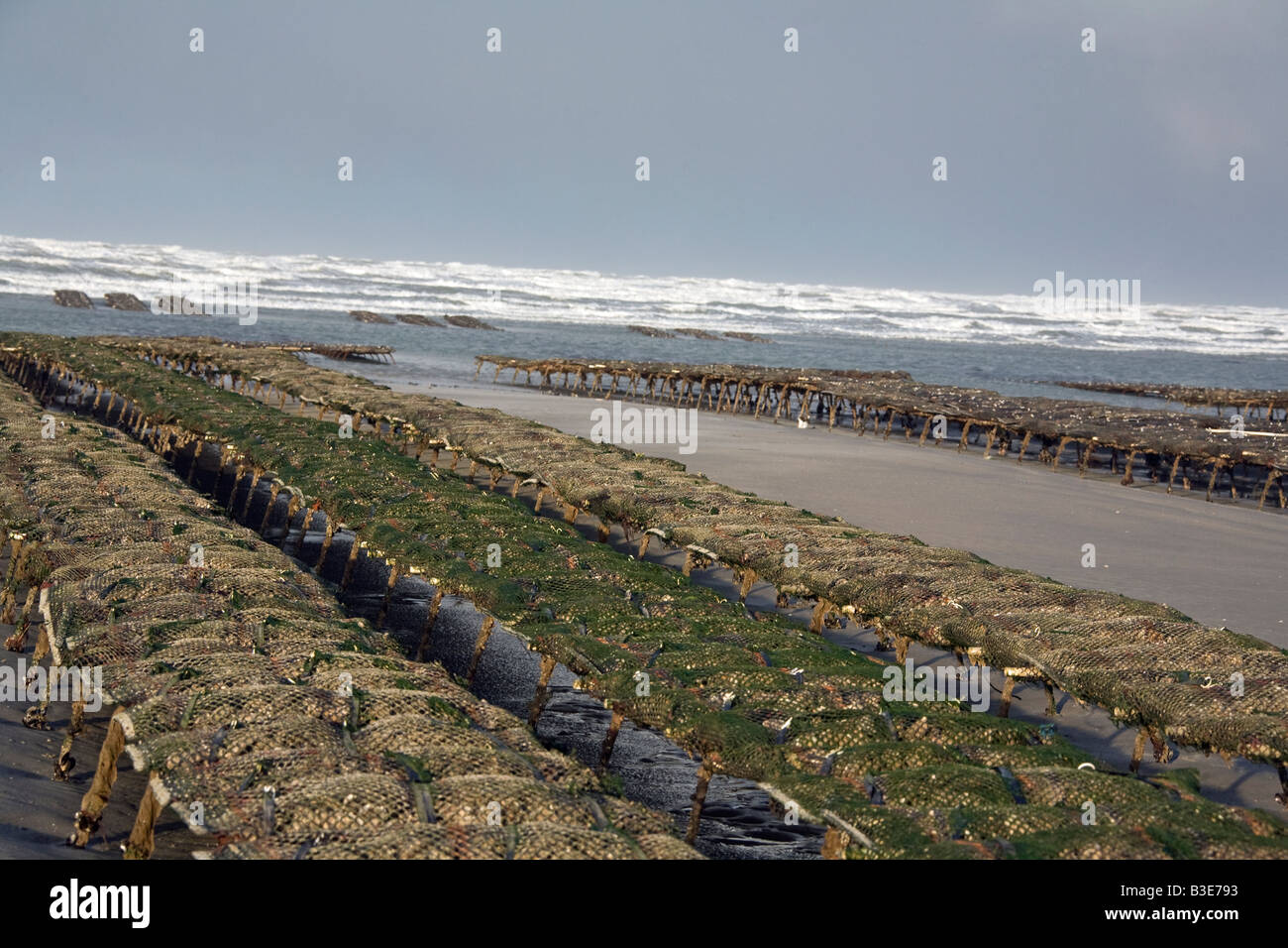 Oyster farm in France Stock Photo Alamy