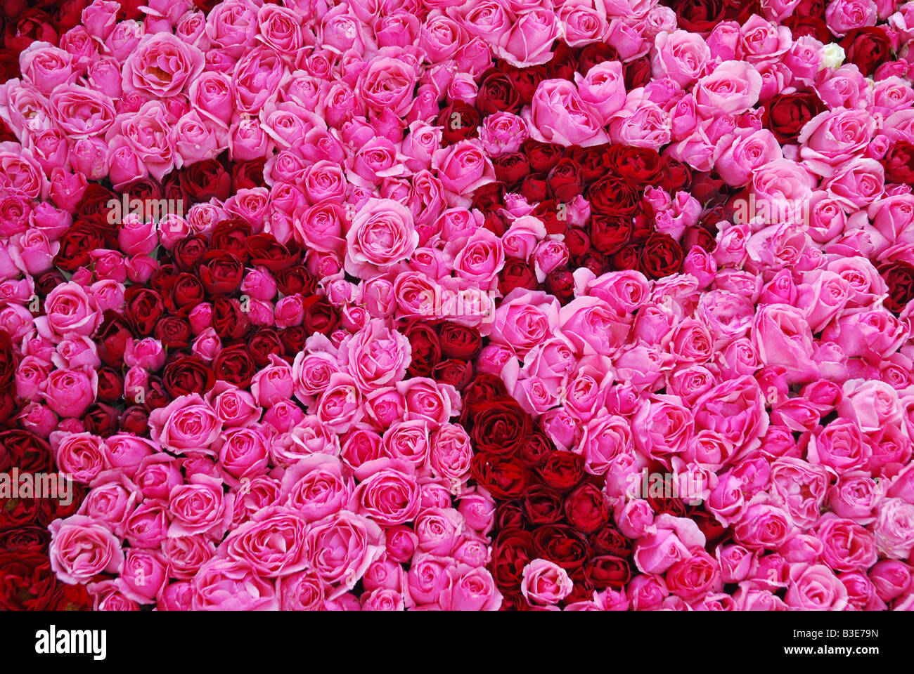 flower display at bi annual Rose festival Lottum Limburg Netherlands Stock Photo