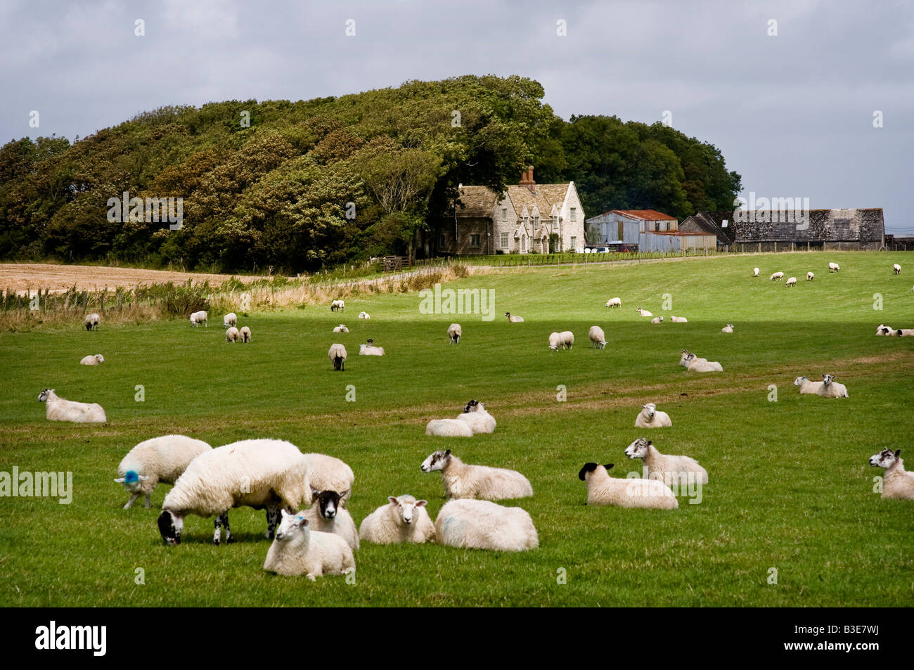 Sheep in a field near Orchard House on an estate farm near Kingston Purbeck Dorset Stock Photo