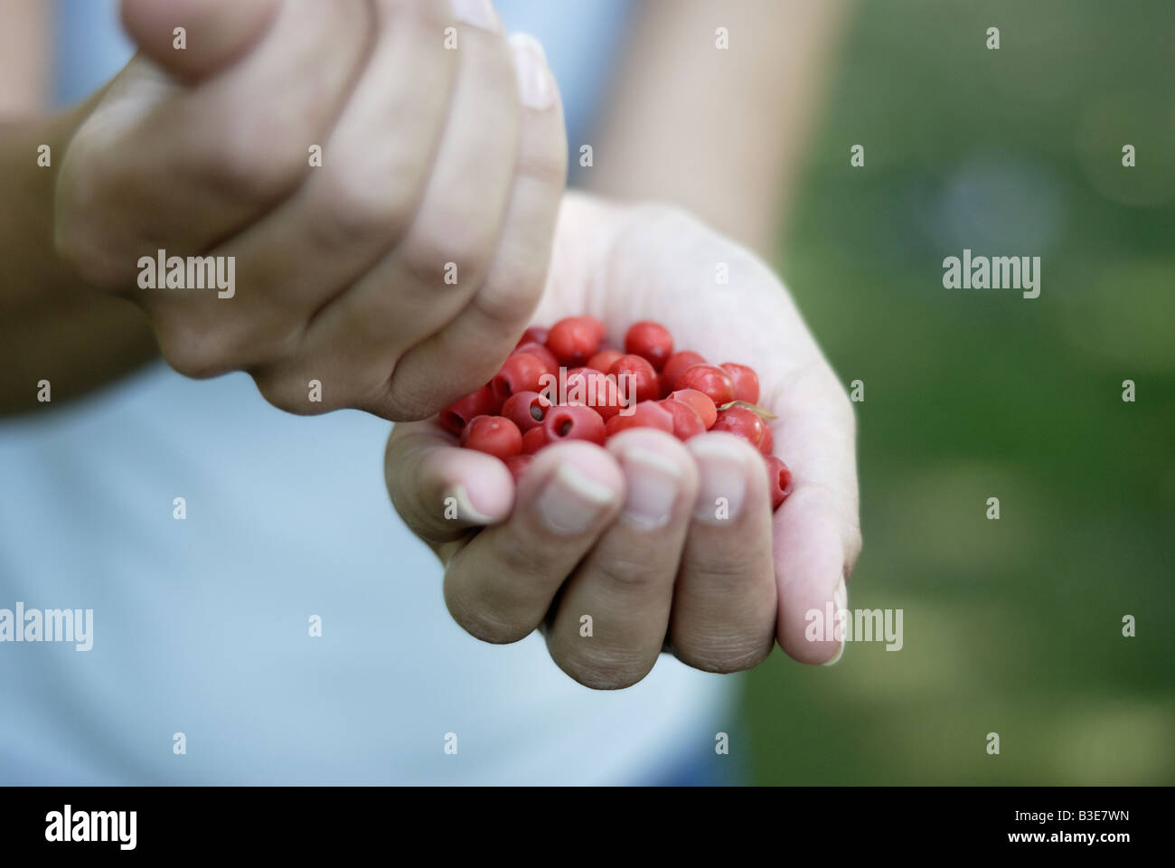 Red berry like arils of the Common yew tree Taxus baccata Stock Photo