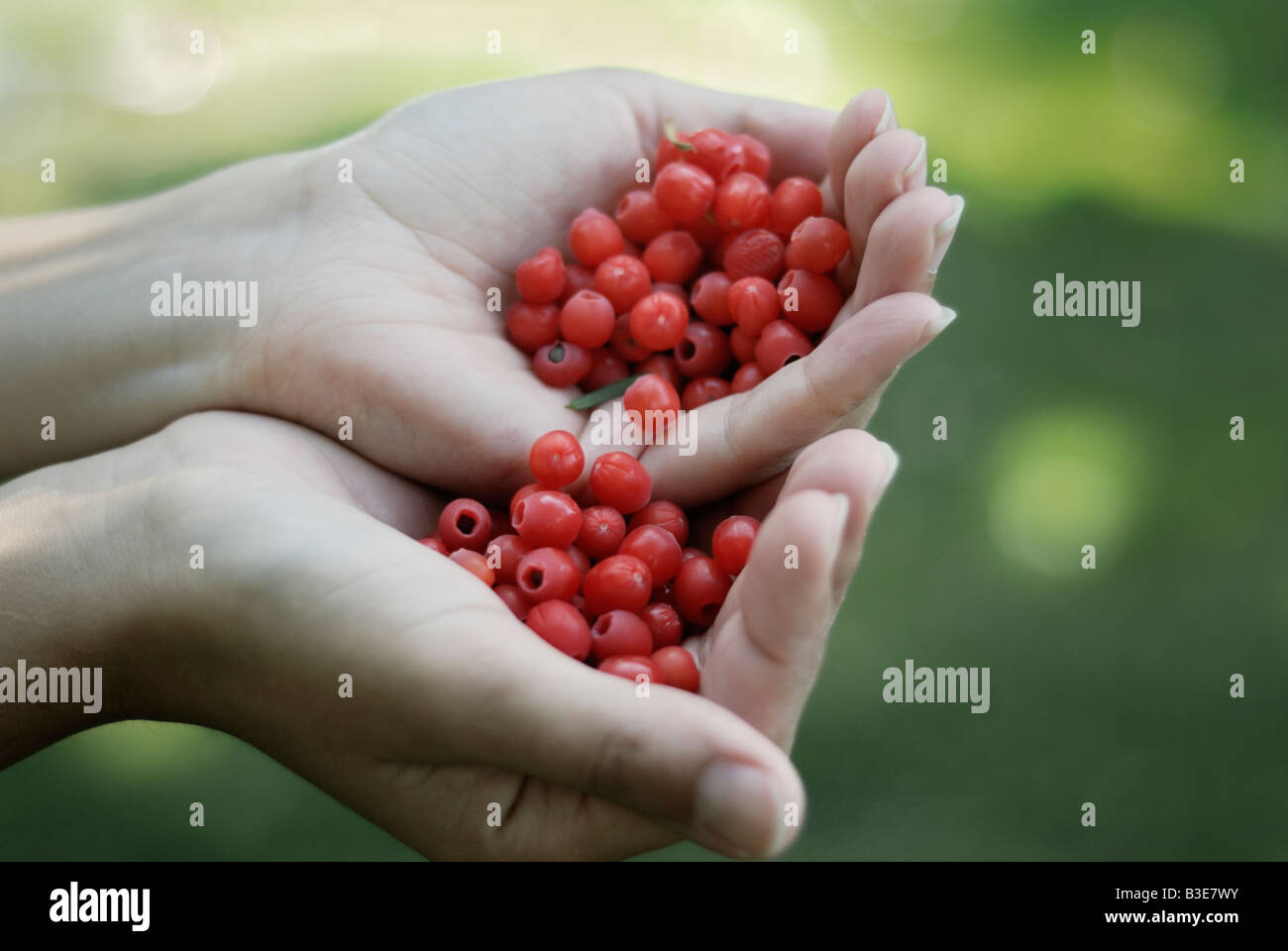 Red berry like arils of the Common yew tree Taxus baccata Stock Photo