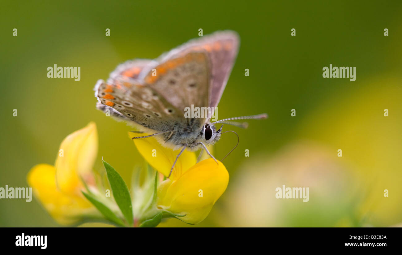 Brown Argus butterfly (Aricia agestis) Stock Photo