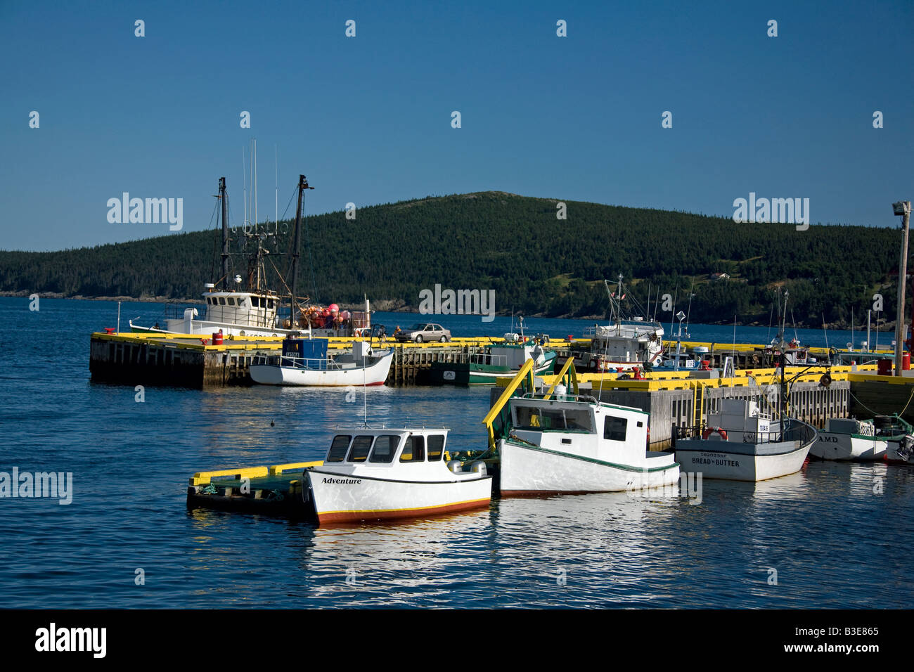 Bay Bulls High Resolution Stock Photography and Images Alamy