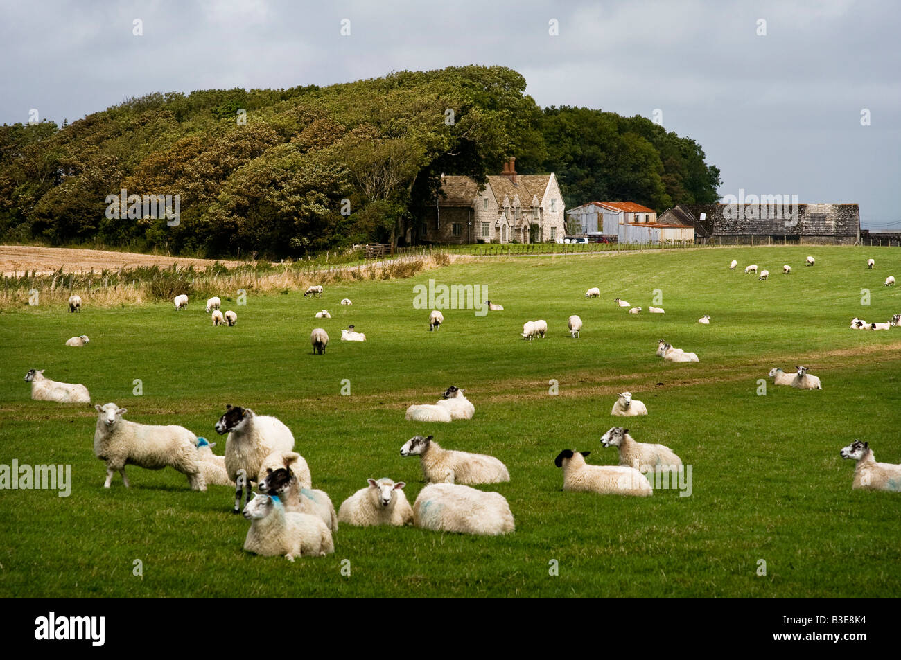 Sheep in a field near Orchard House on an estate farm near Kingston Purbeck Dorset Stock Photo