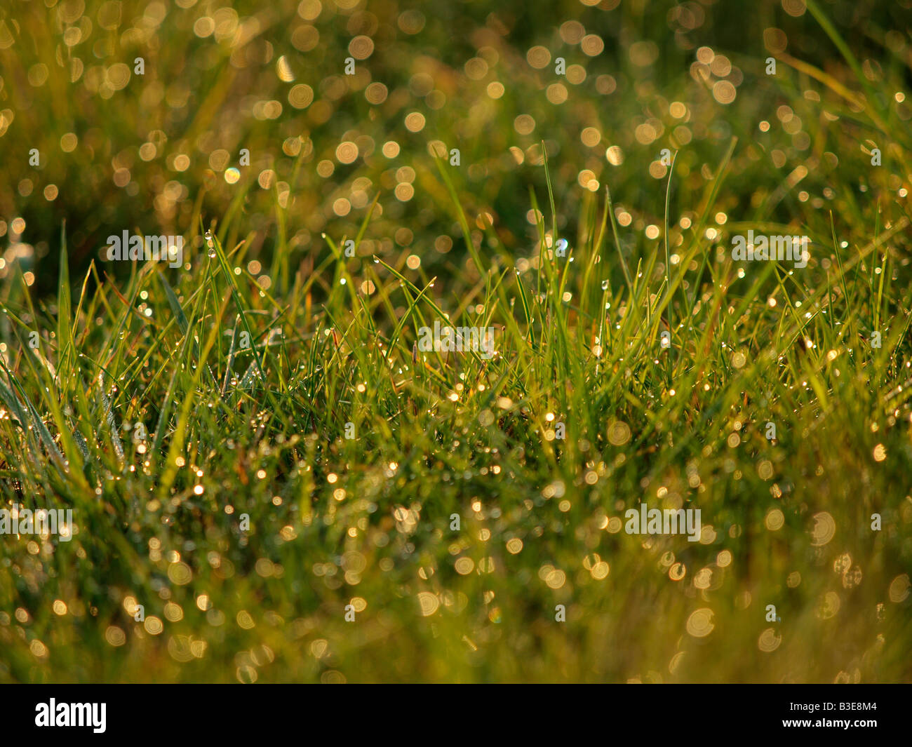 Morning dew water drops wet grass backlit Stock Photo Alamy