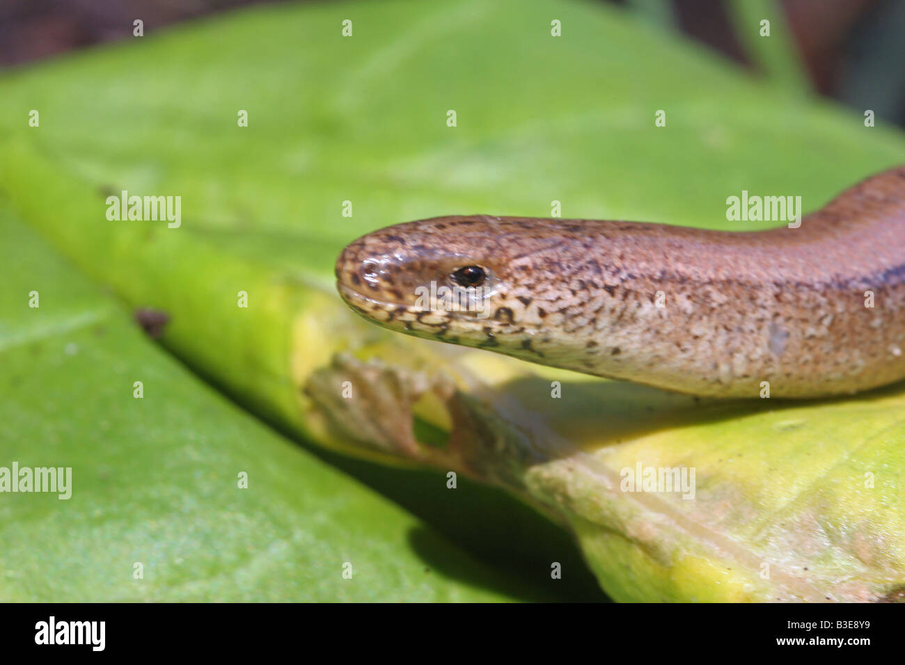 slow worm head Stock Photo - Alamy