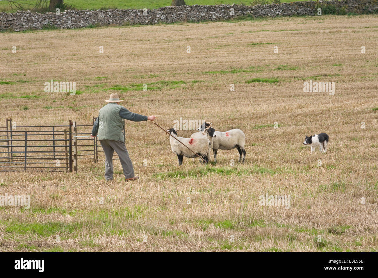 Penning the sheep at a sheep dog trial. Stock Photo