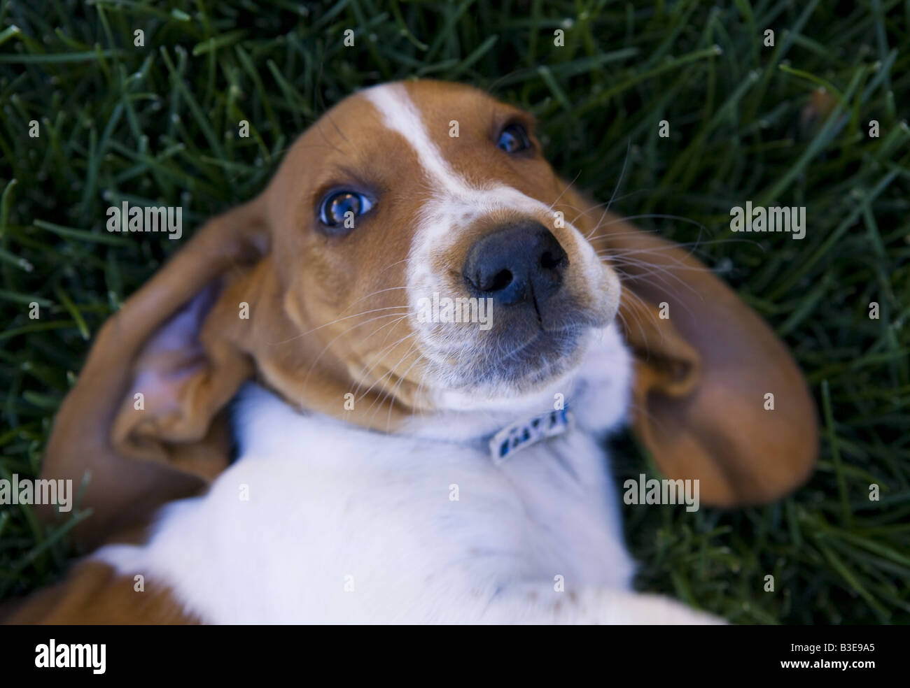 Sweet Basset Hound puppy lying upside down outdoors in green grass Stock Photo