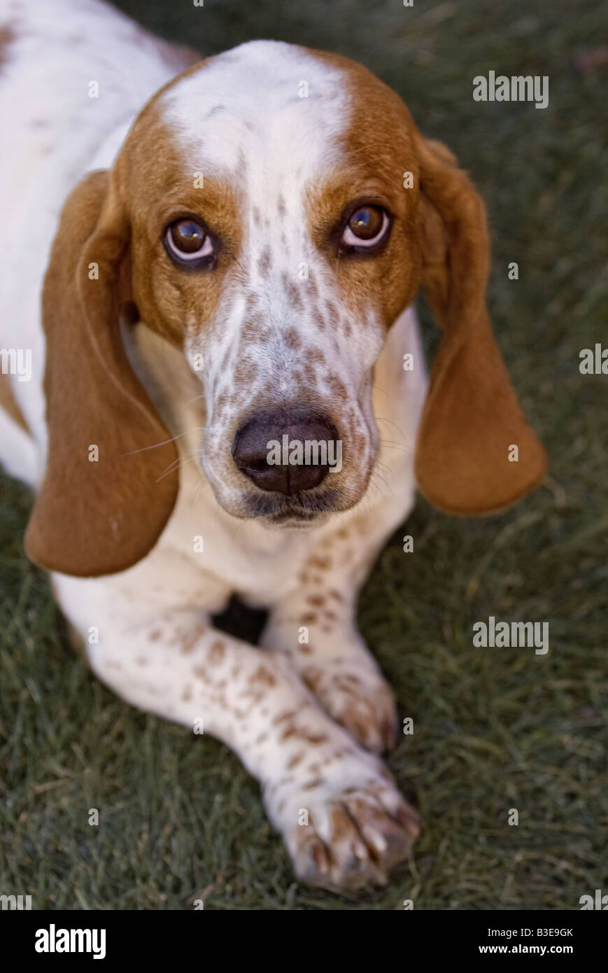 Cute brown and white spotted adult Basset Hound outdoors in grass Stock Photo
