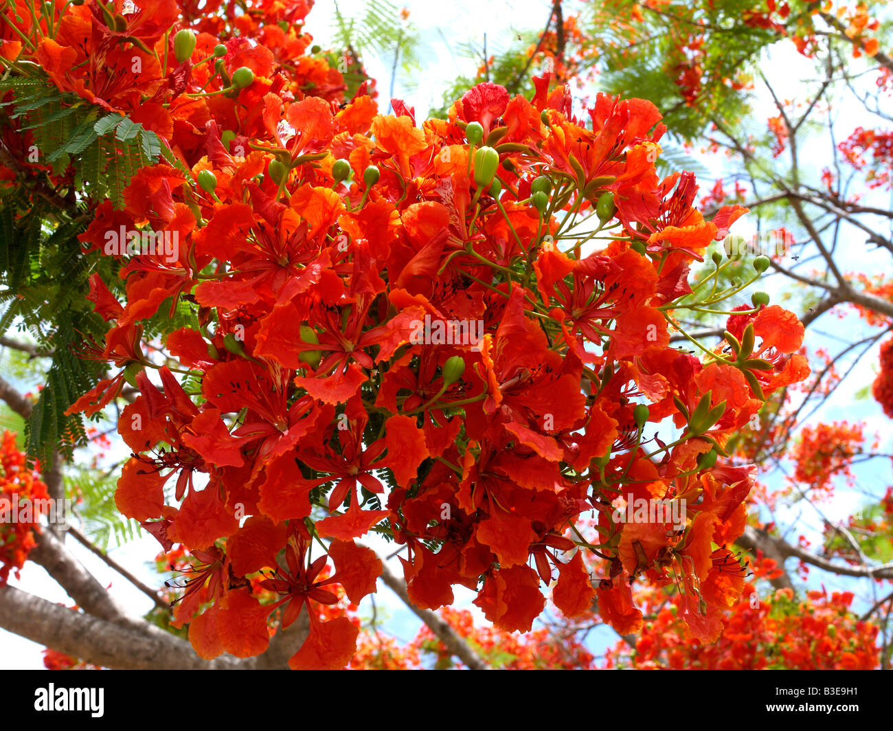 Thailand bluehender Flammenbrotbaum, Blooming The Flame of Forest Tree Stock Photo