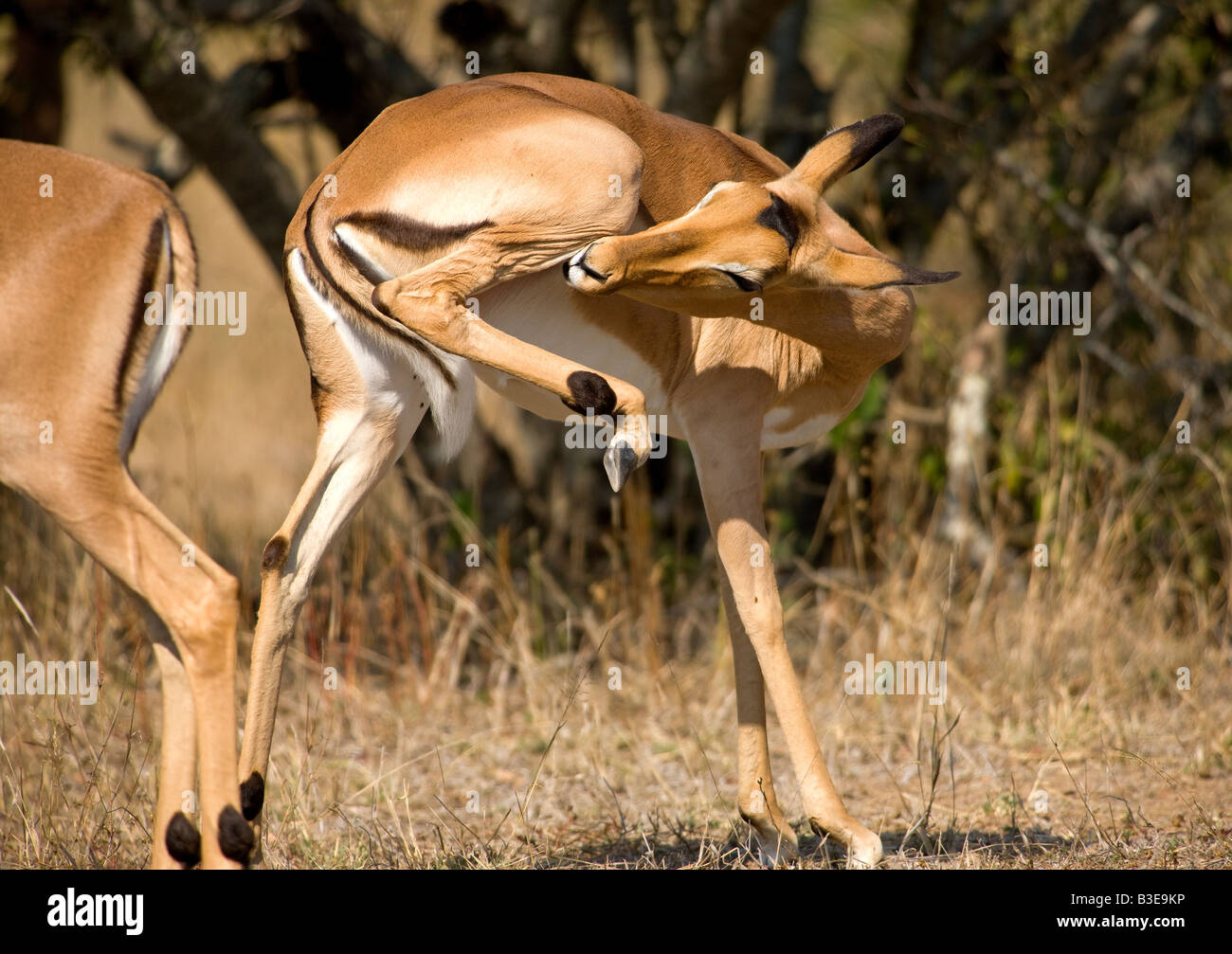 Female impala (Aepyceros melampus). Kruger National Park South Africa ...