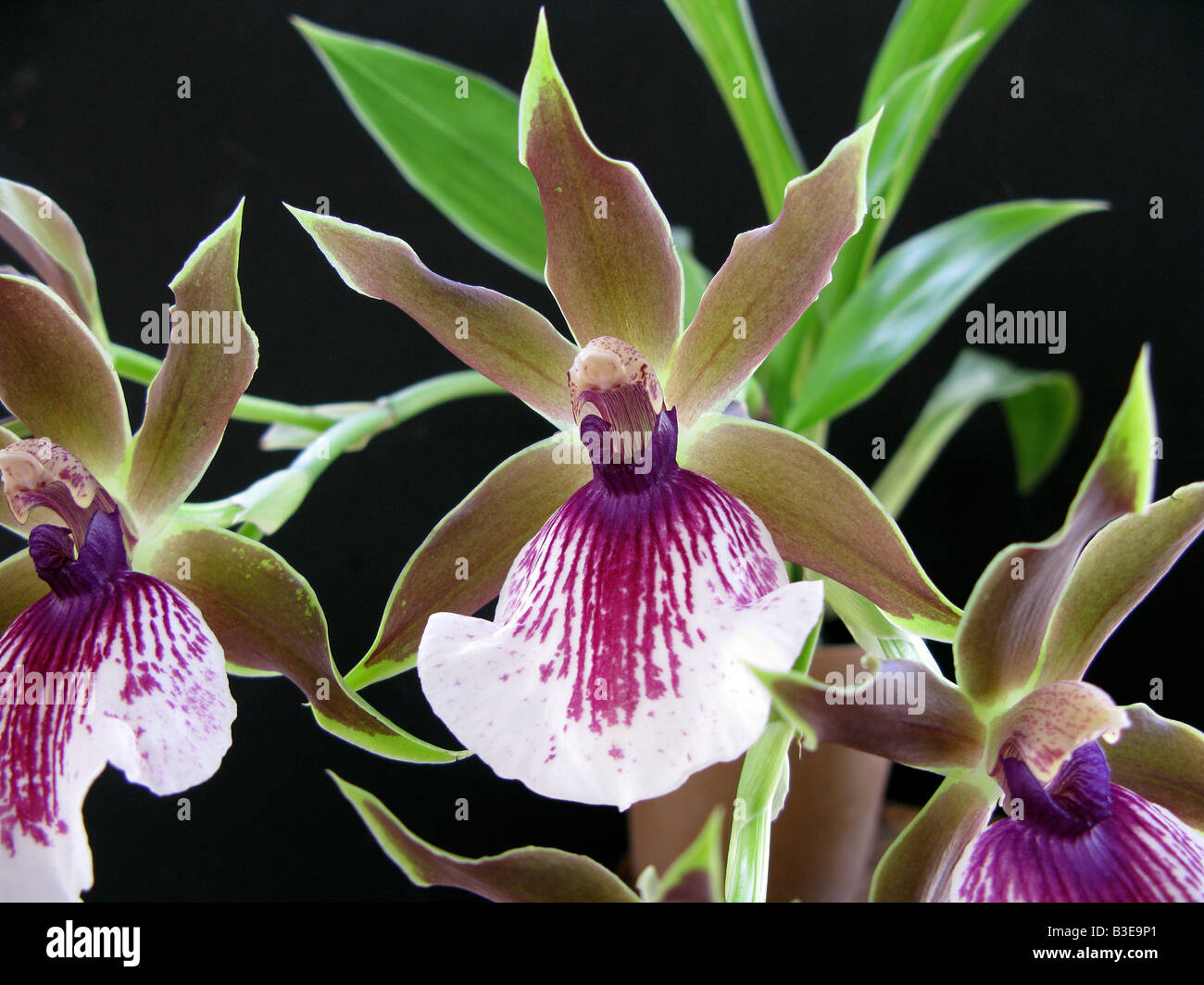 Orchid Zygopetalum close up Stock Photo