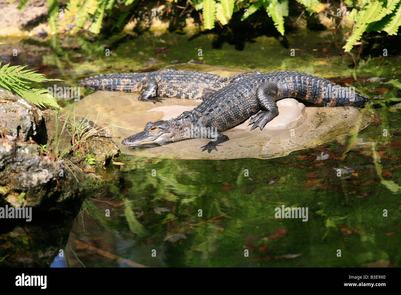 Alligators on the lake hires stock photography and images Alamy