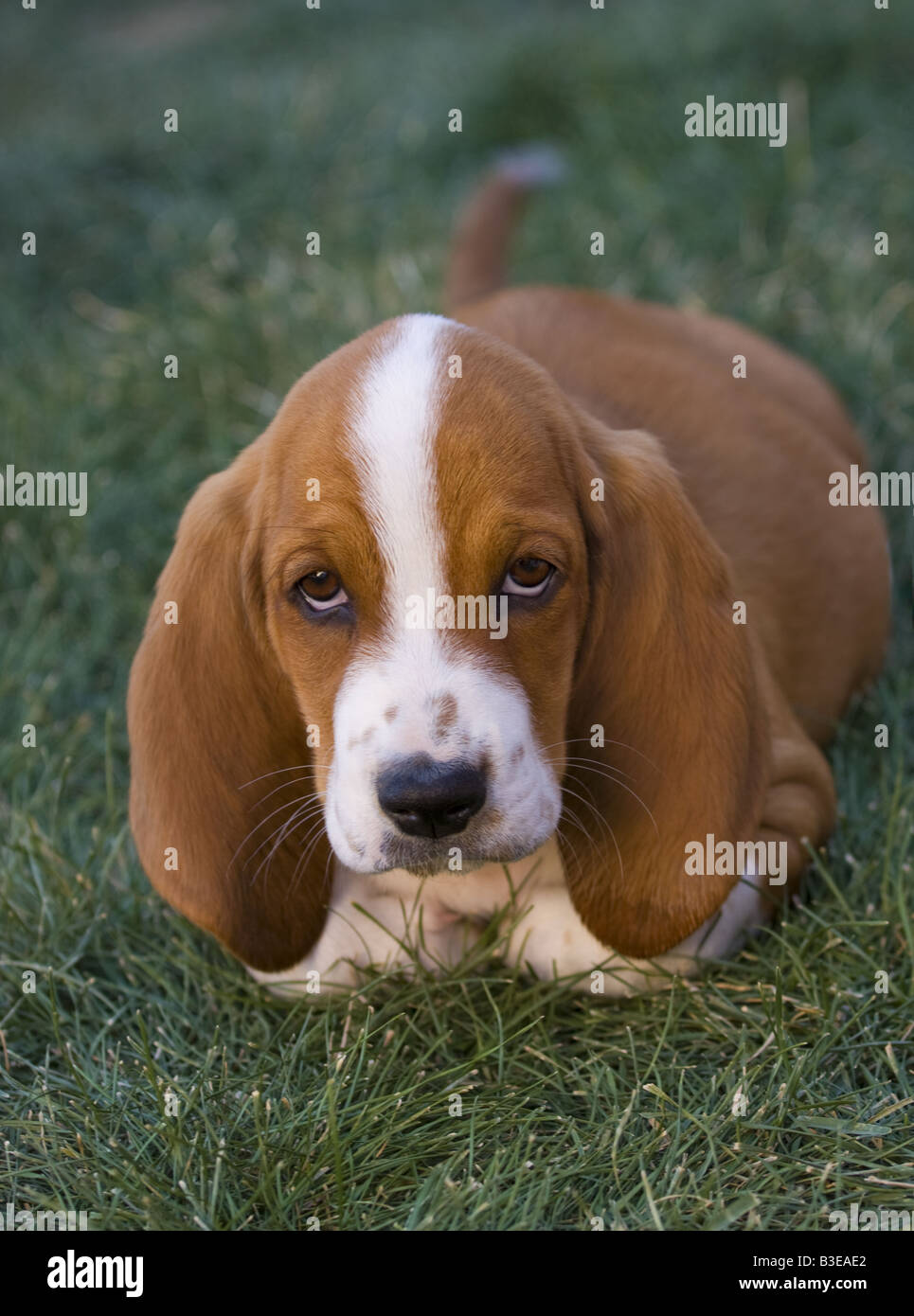 Cute brown and white Basset Hound puppy lying down outdoors in the