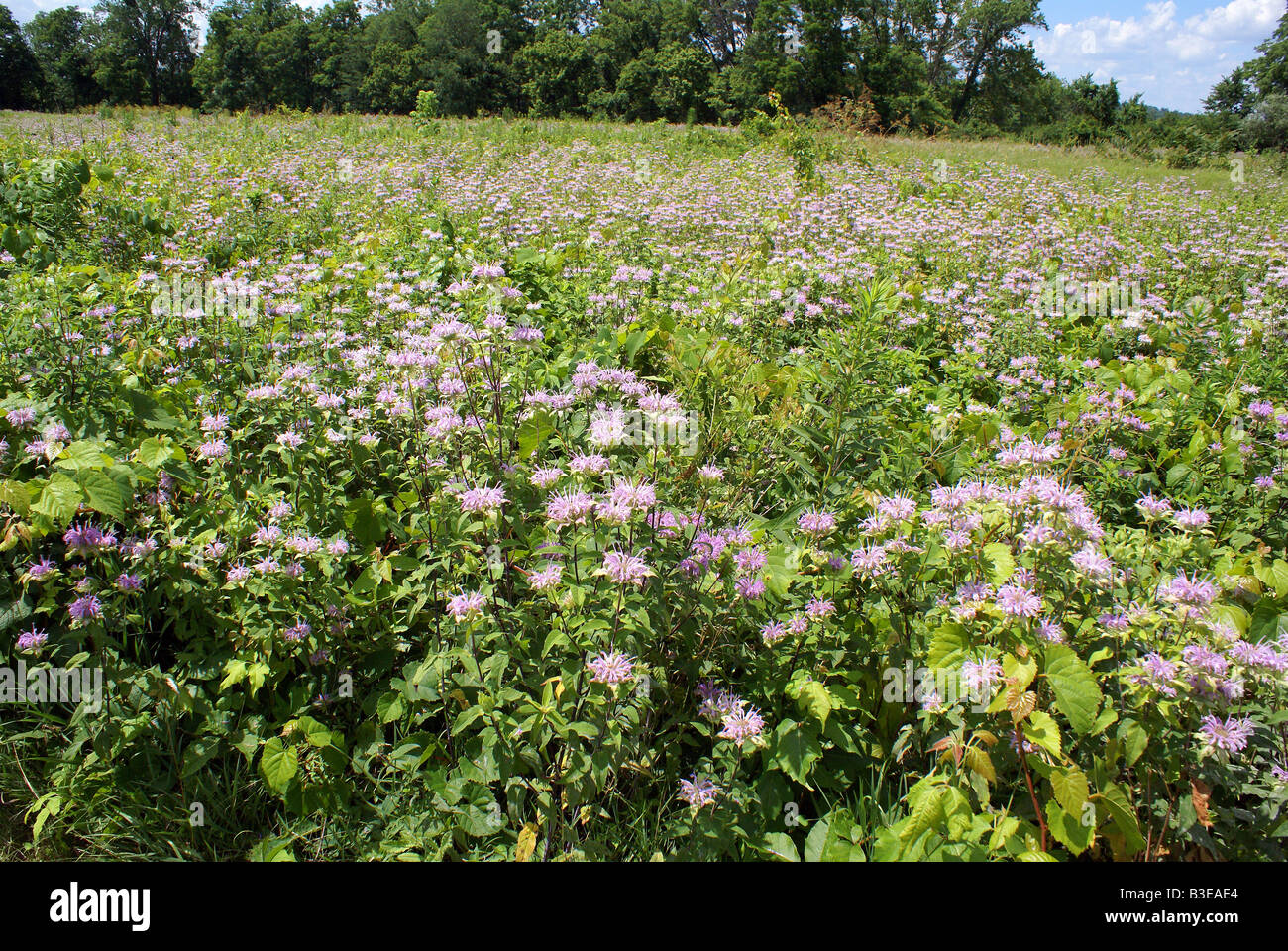 Field of pink wildflowers hi-res stock photography and images - Alamy