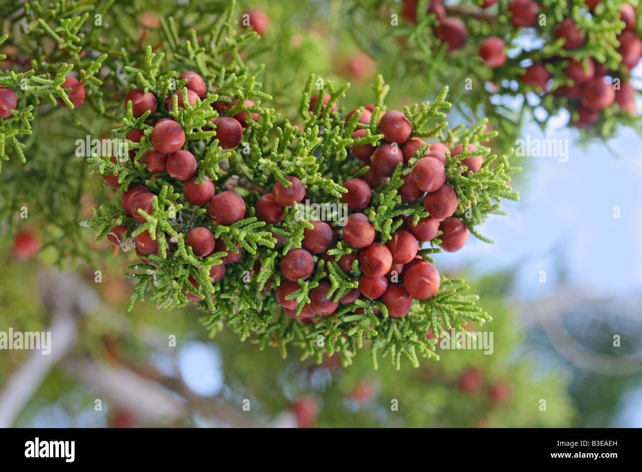 Pinchot's Juniper Juniperus pinchotii west Texas United States 13 August Cupressaceae Stock Photo