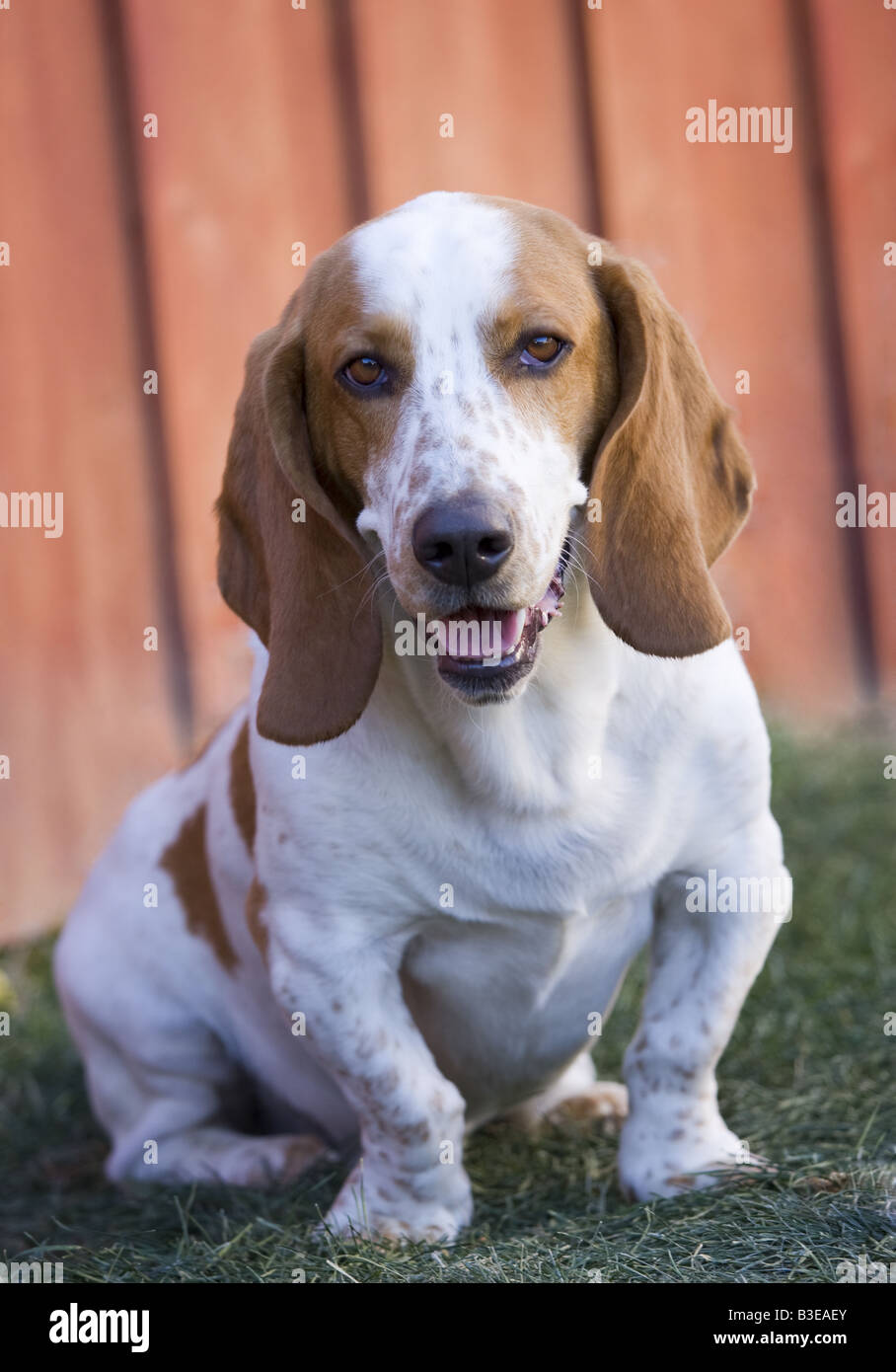 Cute brown and white spotted adult Basset Hound outdoors in grass Stock Photo