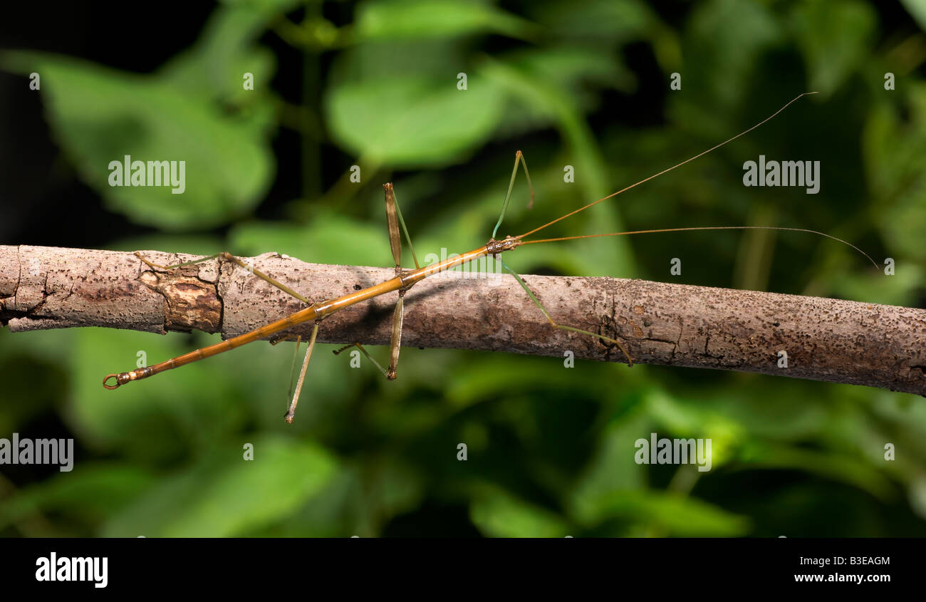 Walking Stick Insect Stock Photo