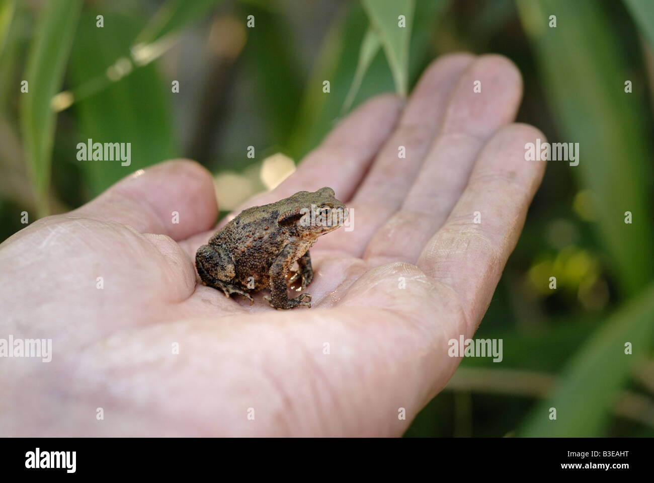 Juvenile Common Garden Toad Bufo bufo on human hand,Surrey,England Stock Photo