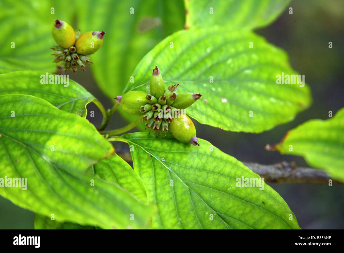 Flowering Dogwood Cornus florida Fort Worth Botanical Garden Texas United States 17 September Cornaceae Stock Photo
